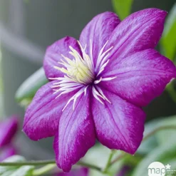 TRUFFAUT - Clematis ' Ville de Lyon ': conteneur 3 litres
