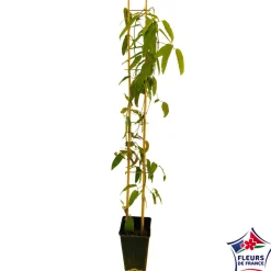 TRUFFAUT - Clematis armandii: ctr de 3 Litres