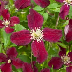 TRUFFAUT - Clematis Burning Love' pot 3L