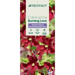 TRUFFAUT - Clematis 'Burning Love':pot 6L