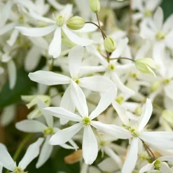 TRUFFAUT - Clematis 'Enham Star': pot 3L