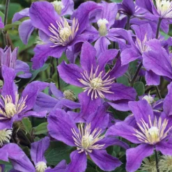 TRUFFAUT - Clematis integrifolia 'Arabella': pot de 3L