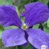TRUFFAUT - Clematis Jackmanii : ctr de 3 Litres