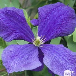 TRUFFAUT - Clematis Jackmanii : ctr de 3 Litres