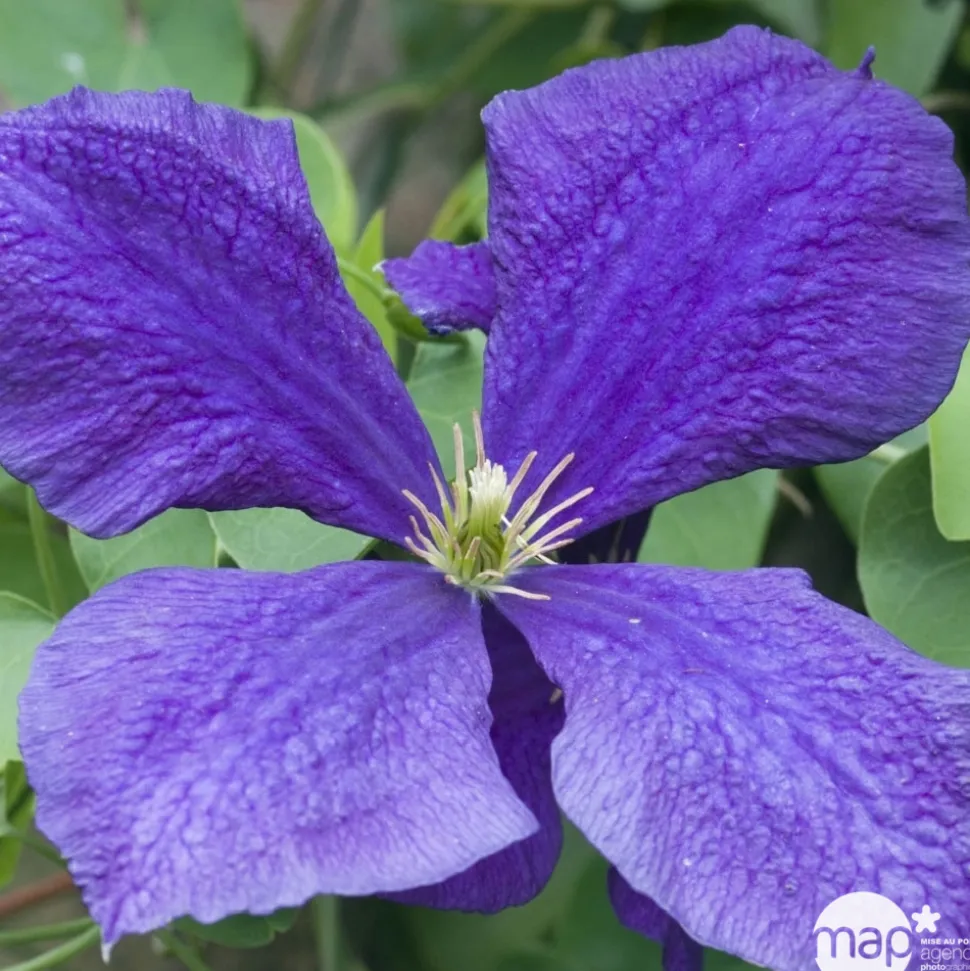TRUFFAUT - Clematis Jackmanii : ctr de 3 Litres