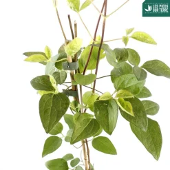 TRUFFAUT - Clematis Madame Lecoultre : ctr 1.5L