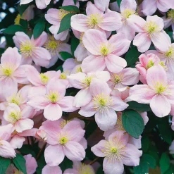TRUFFAUT - Clematis montana 'Pink Perfection': pot 6L