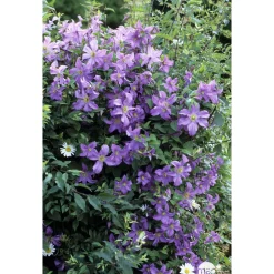 TRUFFAUT - Clematis 'Prince Charles': pot 3L