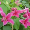 TRUFFAUT - Clematis texensis 'Princesse Diana': conteneur 3 Litres