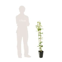 TRUFFAUT - Clematis texensis 'Princesse Diana': conteneur 3 Litres