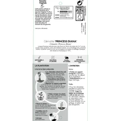 TRUFFAUT - Clematis texensis 'Princesse Diana': conteneur 3 Litres