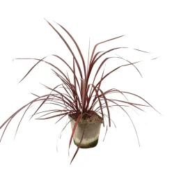 TRUFFAUT - Cordyline australis 'Red Star' : pot 3L