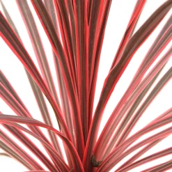 TRUFFAUT - Cordyline australis 'Charlie Boy' : pot 3L