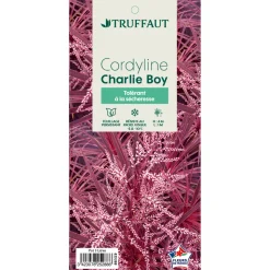 TRUFFAUT - Cordyline australis 'Charlie Boy' : pot 3L