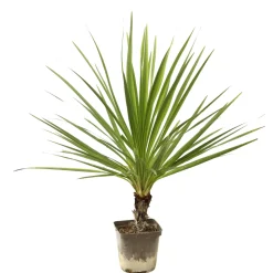 TRUFFAUT - Cordyline australis : pot 3L