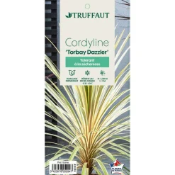 TRUFFAUT - Cordyline australis 'Torbay Dazzler' : pot 3L