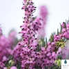 TRUFFAUT - Erica x darleyensis 'Kramer's Rote' : conteneur 2 litres