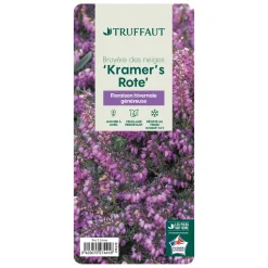 TRUFFAUT - Erica x darleyensis 'Kramer's Rote' : conteneur 2 litres