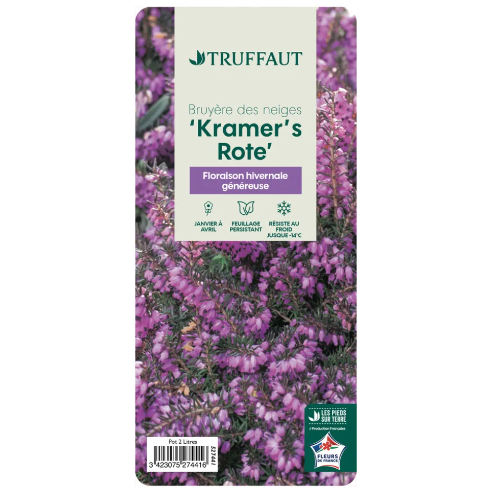 TRUFFAUT - Erica x darleyensis 'Kramer's Rote' : conteneur 2 litres