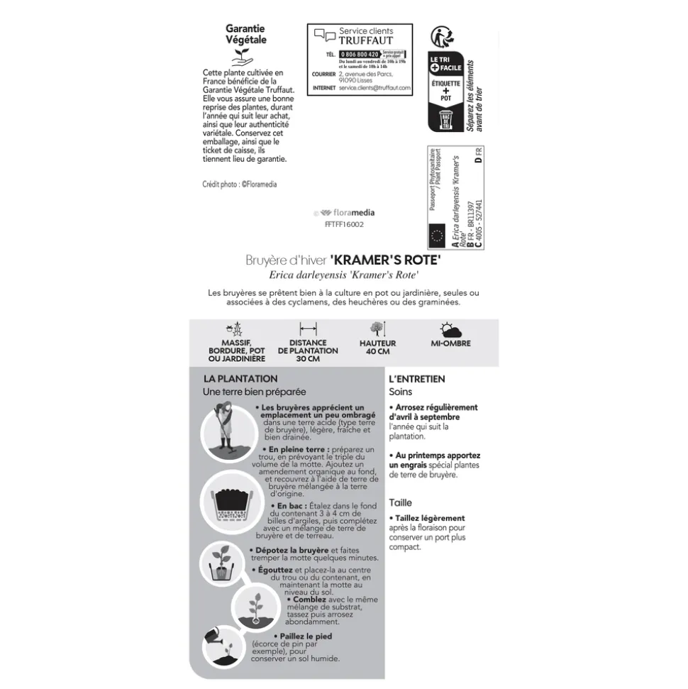 TRUFFAUT - Erica x darleyensis 'Kramer's Rote' : conteneur 2 litres