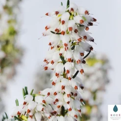 TRUFFAUT - Erica x darleyensis 'White Glow' : conteneur 2 litres