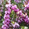 TRUFFAUT - Erica x darleyensis 'Kramer's Rote' : ctr 1L