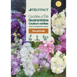 TRUFFAUT - Giroflee d'été Quarantaine à grande fleur : sachet