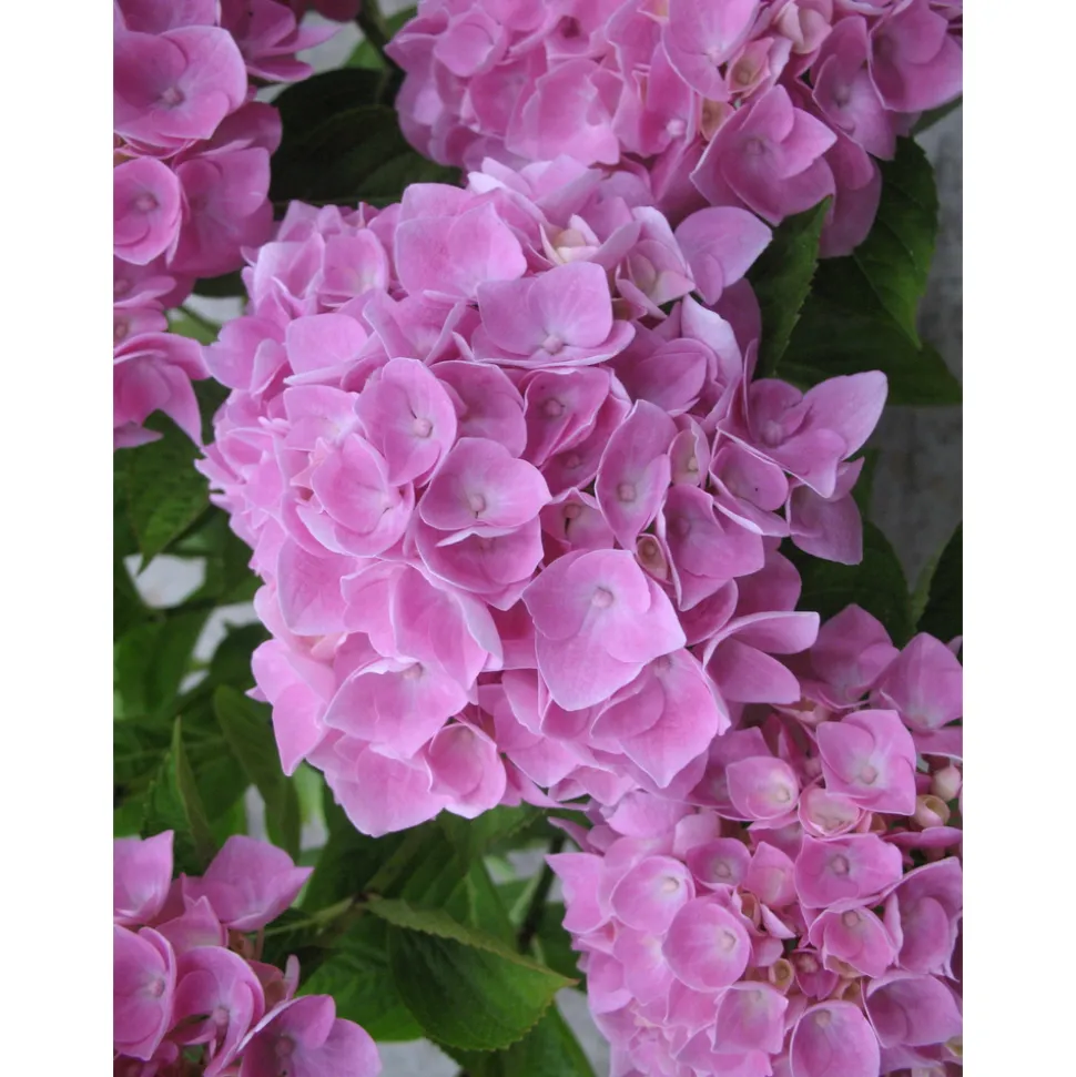 TRUFFAUT - Hydrangea Ankong® rose:pot 5L