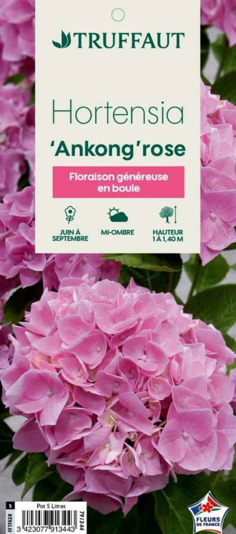TRUFFAUT - Hydrangea Ankong® rose:pot 5L