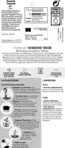 TRUFFAUT - Hydrangea Ankong® rose:pot 5L