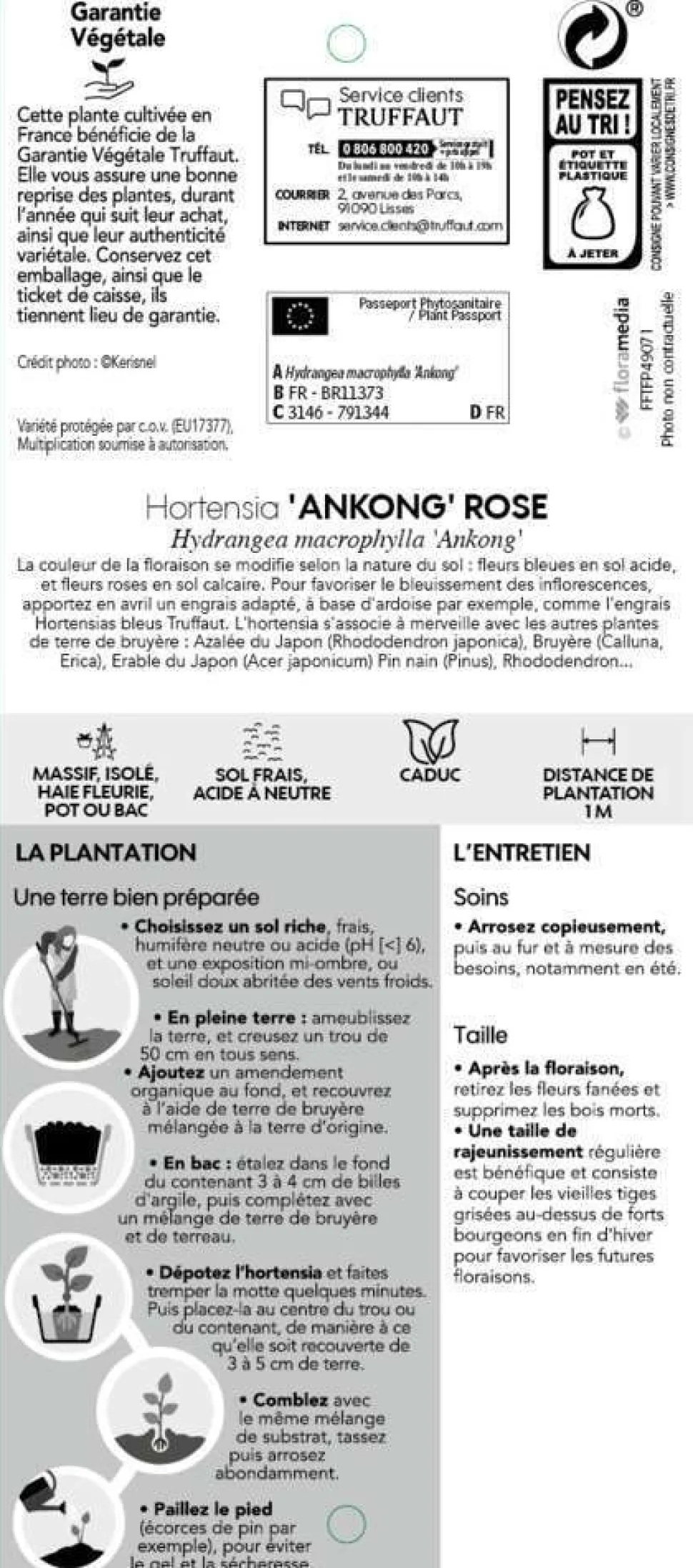 TRUFFAUT - Hydrangea Ankong® rose:pot 5L