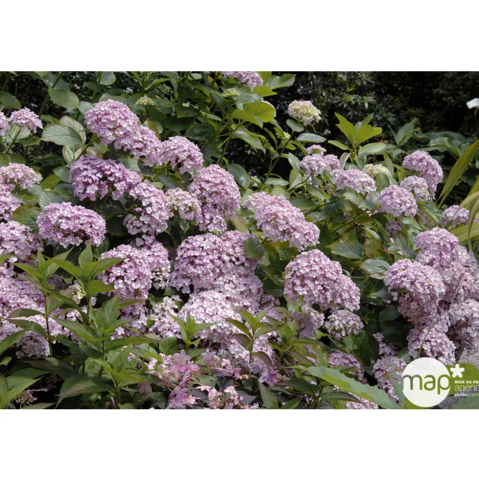 TRUFFAUT - Hydrangea 'Ayesha', ctr 3 L