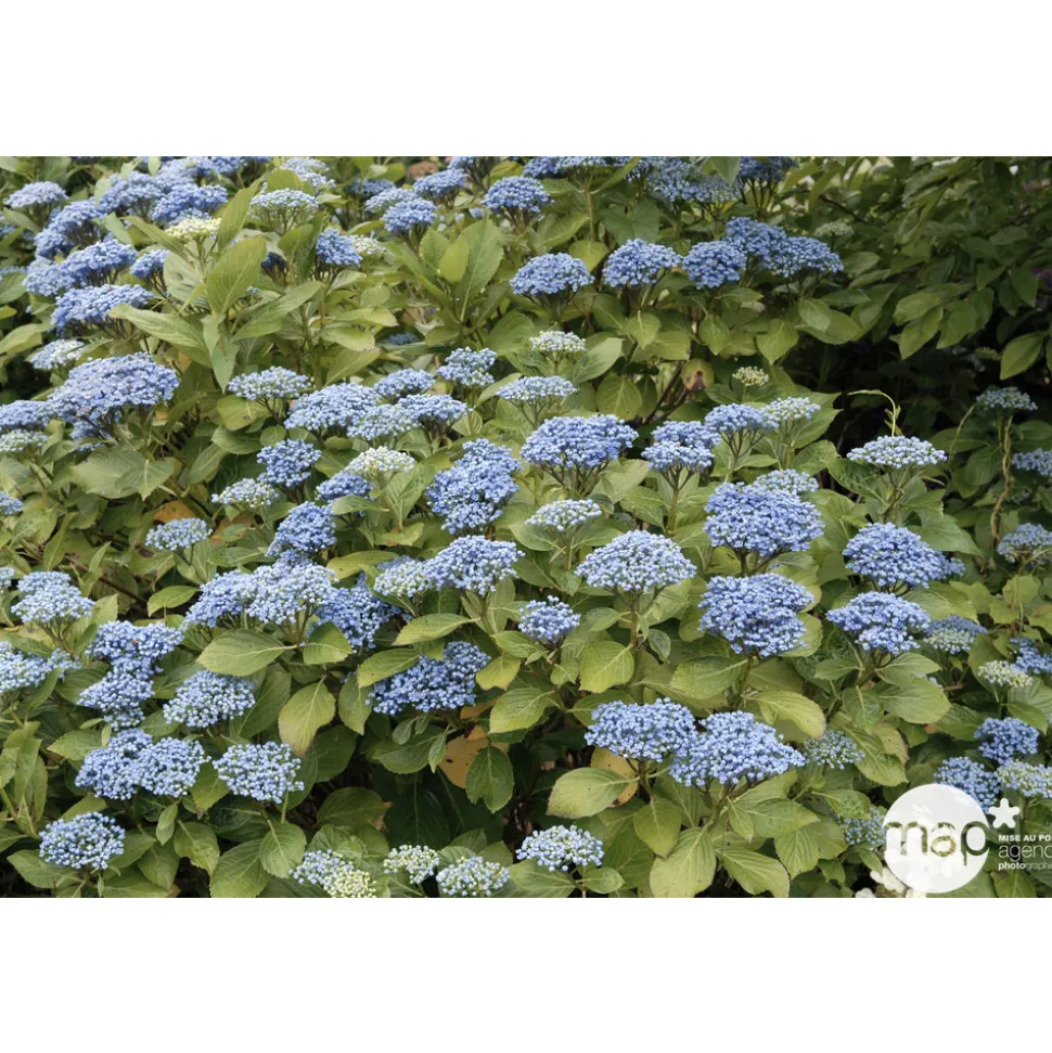 TRUFFAUT - Hydrangea 'Ayesha', ctr 3 L