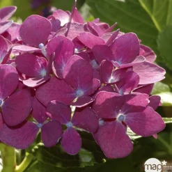 TRUFFAUT - Hydrangea 'Ayesha', ctr 3 L