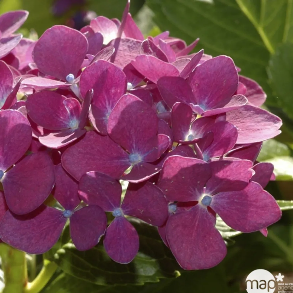 TRUFFAUT - Hydrangea 'Ayesha', ctr 3 L