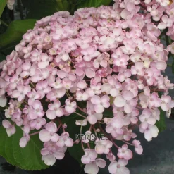 TRUFFAUT - Hydrangea 'Ayesha', ctr 3 L