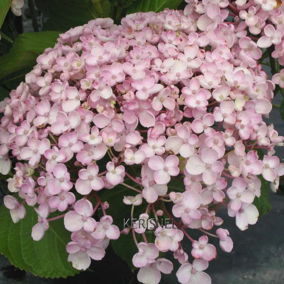 TRUFFAUT - Hydrangea 'Ayesha', ctr 3 L