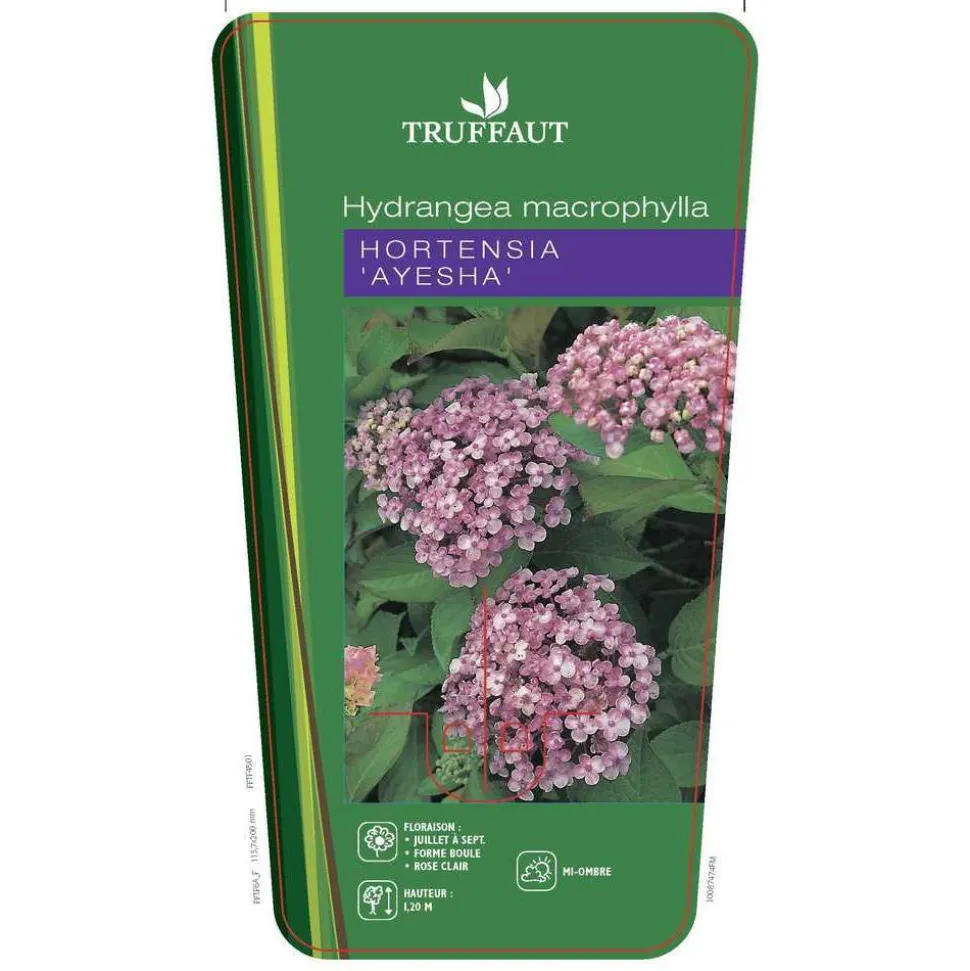 TRUFFAUT - Hydrangea 'Ayesha', ctr 3 L