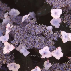 TRUFFAUT - Hydrangea 'Blue Deckle', contneur 3 L