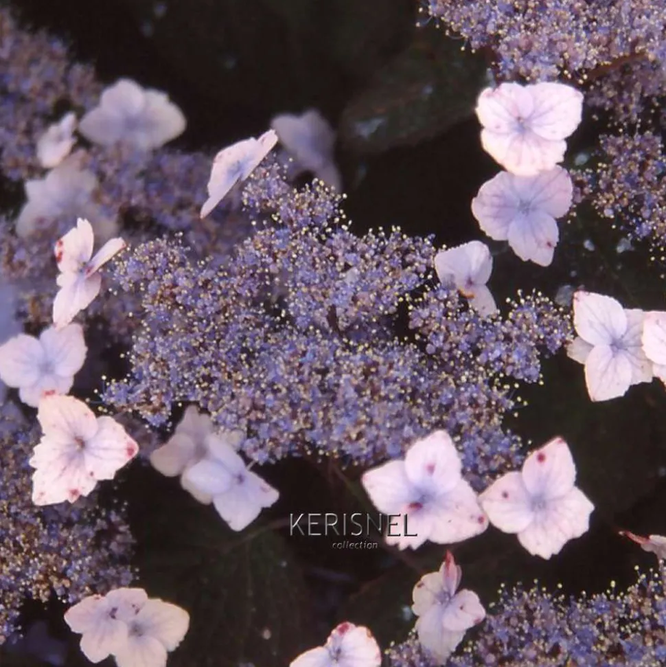 TRUFFAUT - Hydrangea 'Blue Deckle', contneur 3 L