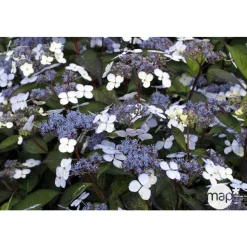 TRUFFAUT - Hydrangea 'Blue Deckle', contneur 3 L