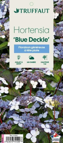 TRUFFAUT - Hydrangea 'Blue Deckle', contneur 3 L