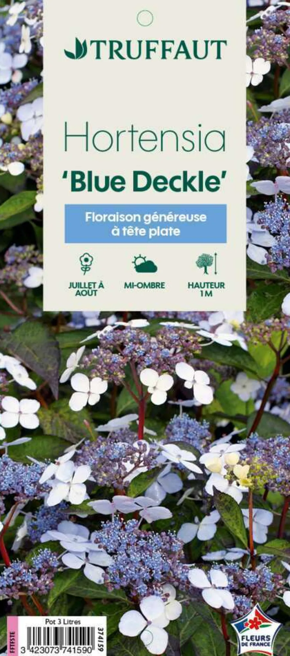 TRUFFAUT - Hydrangea 'Blue Deckle', contneur 3 L
