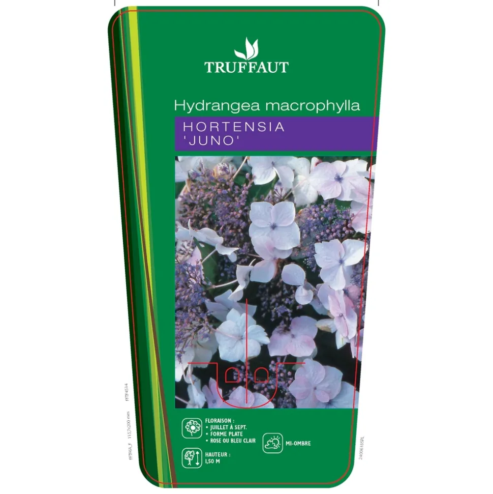 TRUFFAUT - Hydrangea 'Juno', ctr 3 L