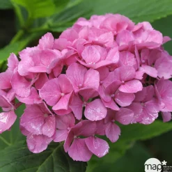 TRUFFAUT - Hydrangea macrophylla ' Red Baron ' : conteneur 5 litres