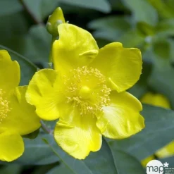 TRUFFAUT - Hypericum ' Hidcote ' : pot de 3L