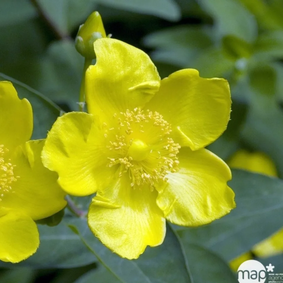 TRUFFAUT - Hypericum ' Hidcote ' : pot de 3L