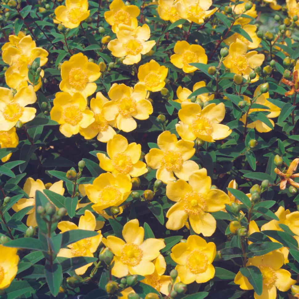 TRUFFAUT - Hypericum ' Hidcote ' : pot de 3L