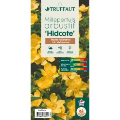 TRUFFAUT - Hypericum ' Hidcote ' : pot de 3L