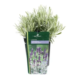 TRUFFAUT - Lavandula x 'Richard Gray' : 3L